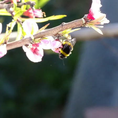 Casa Afonso Henriques
