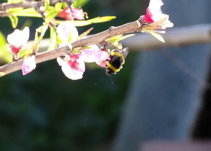 Casa Afonso Henriques